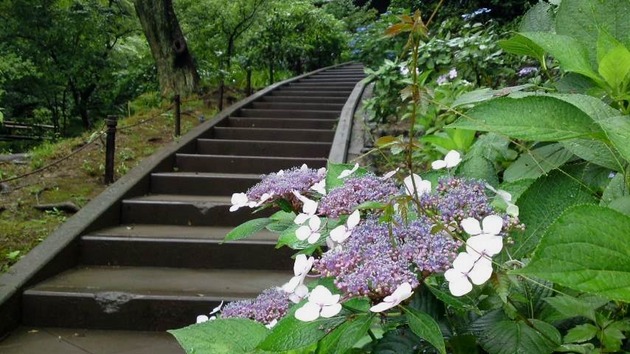 三渓園　紫陽花と階段.jpg