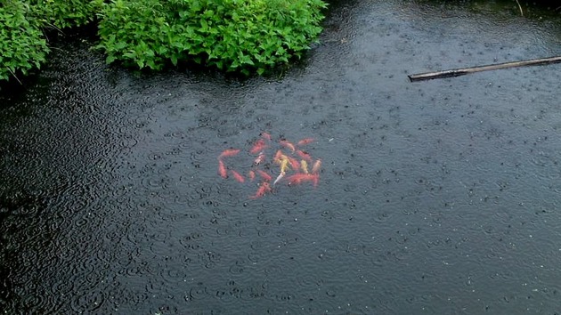 世界遺産　白川郷　雨と池の鯉.jpg