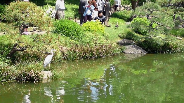 清澄庭園　鷺と池.jpg
